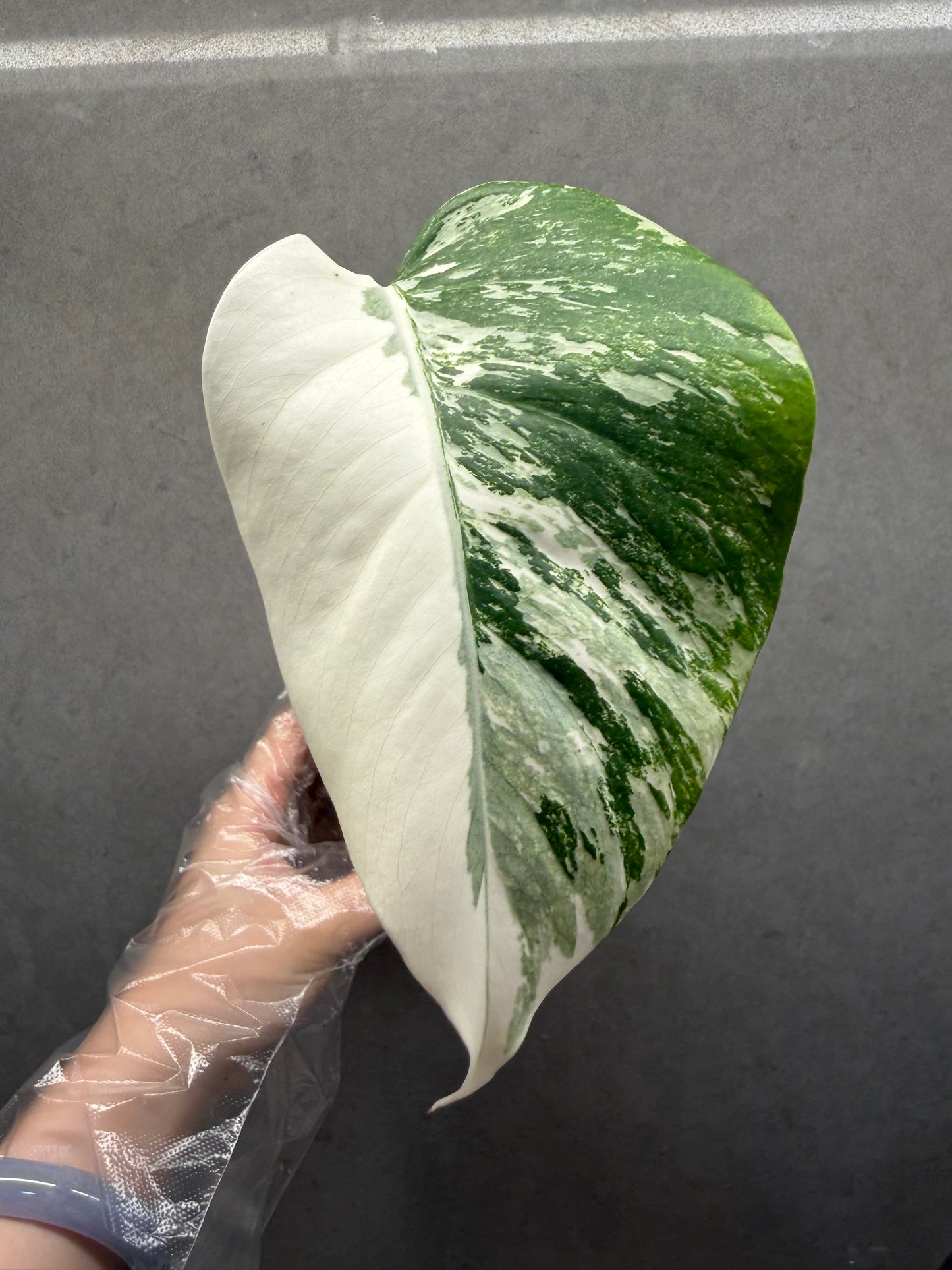 🌿Monstera Albo