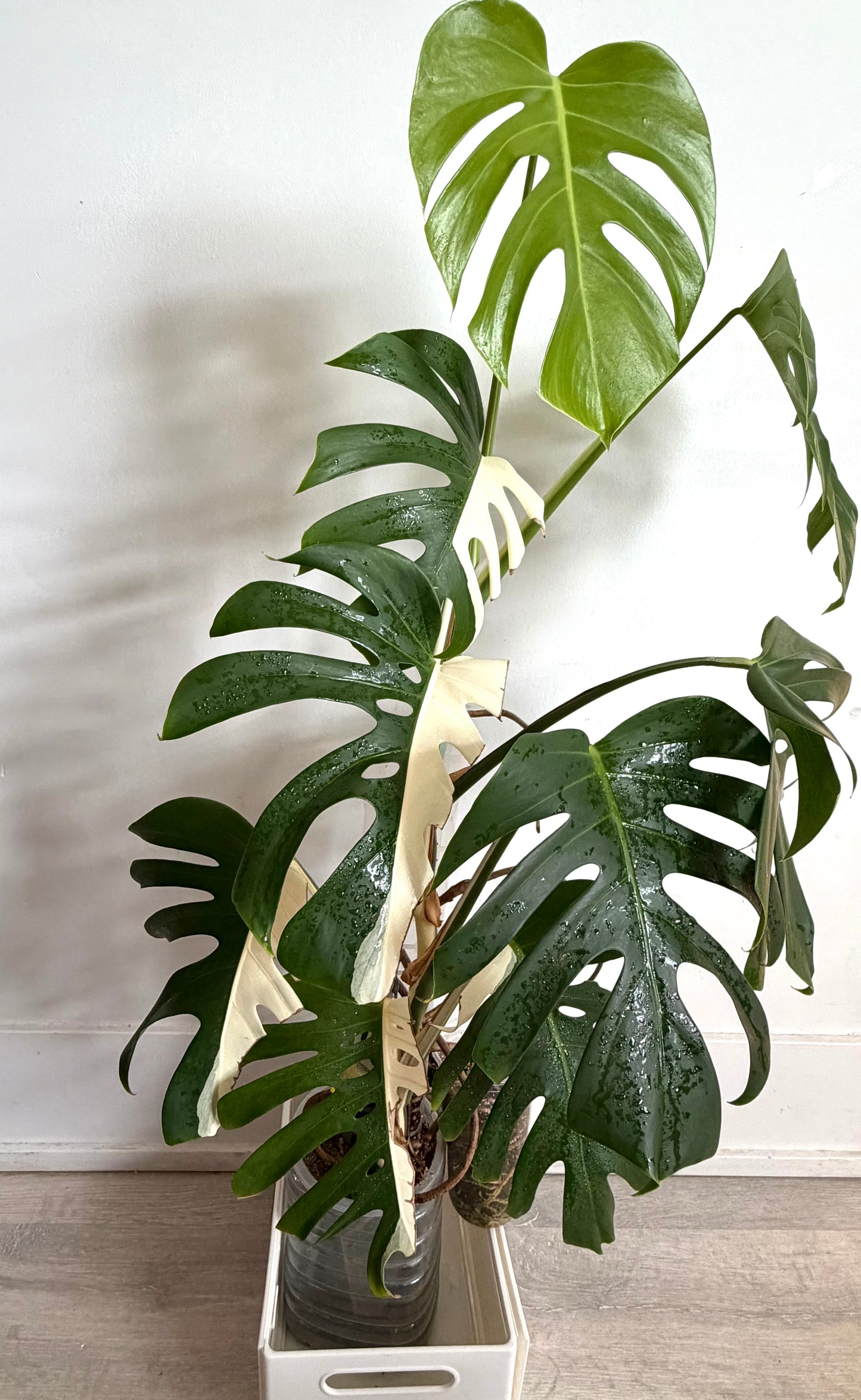 🌿Monstera Half Moon Albo（Only GTA）