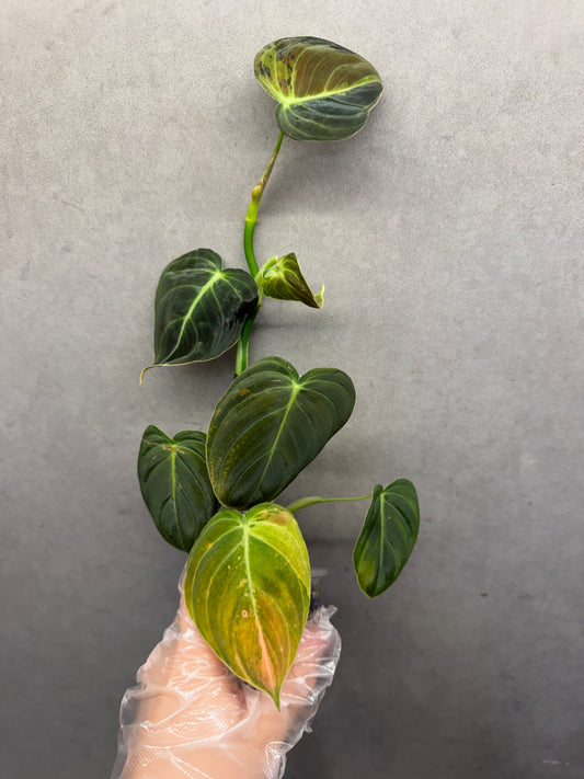 🌿Philodendron Melanochrysum Var