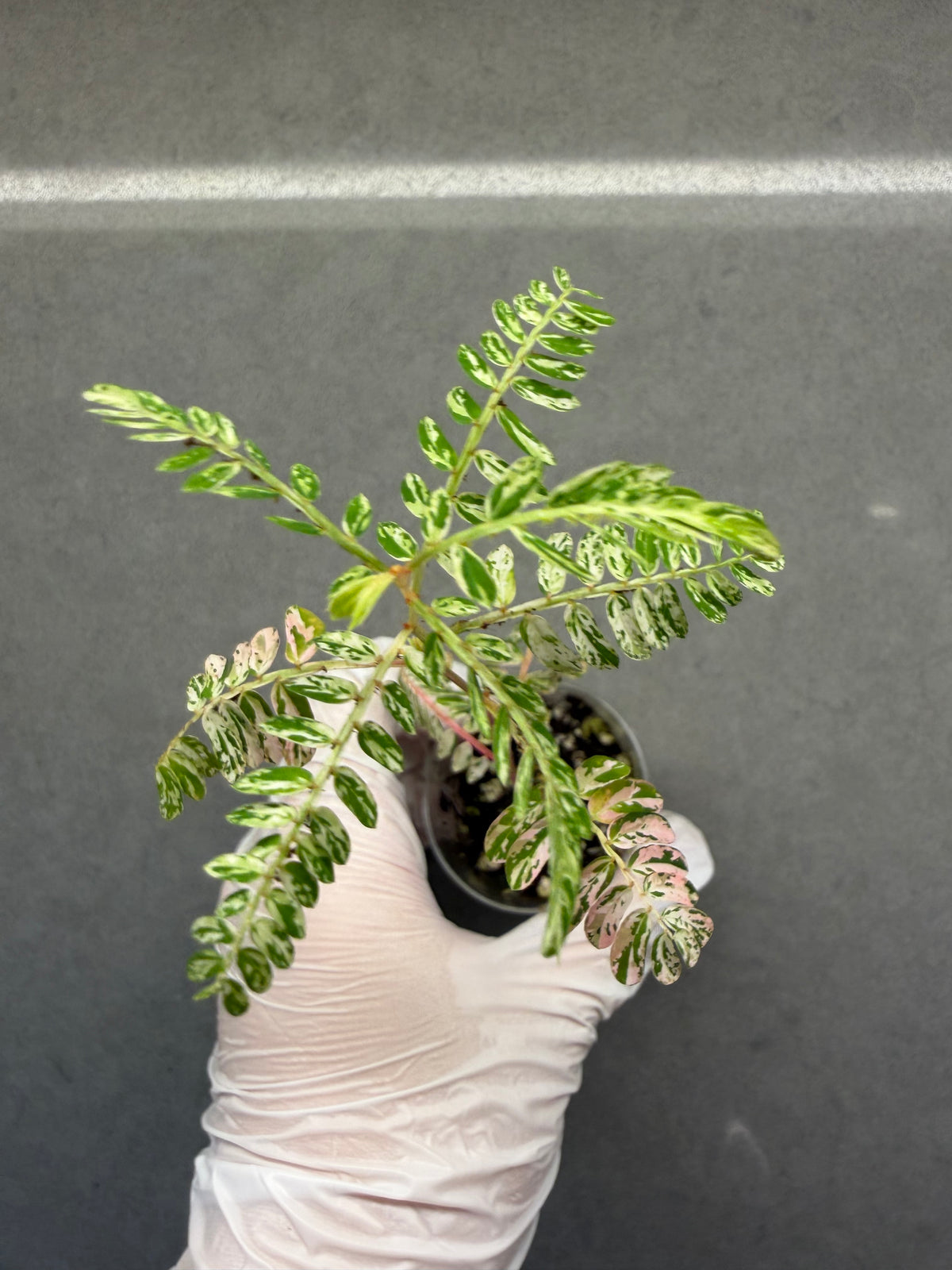 🌸Phyllanthus Urinaria Pink Variegated