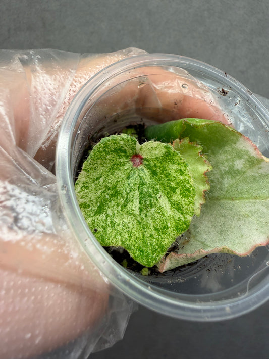 🌿 Begonia 'Rouge' Variegated