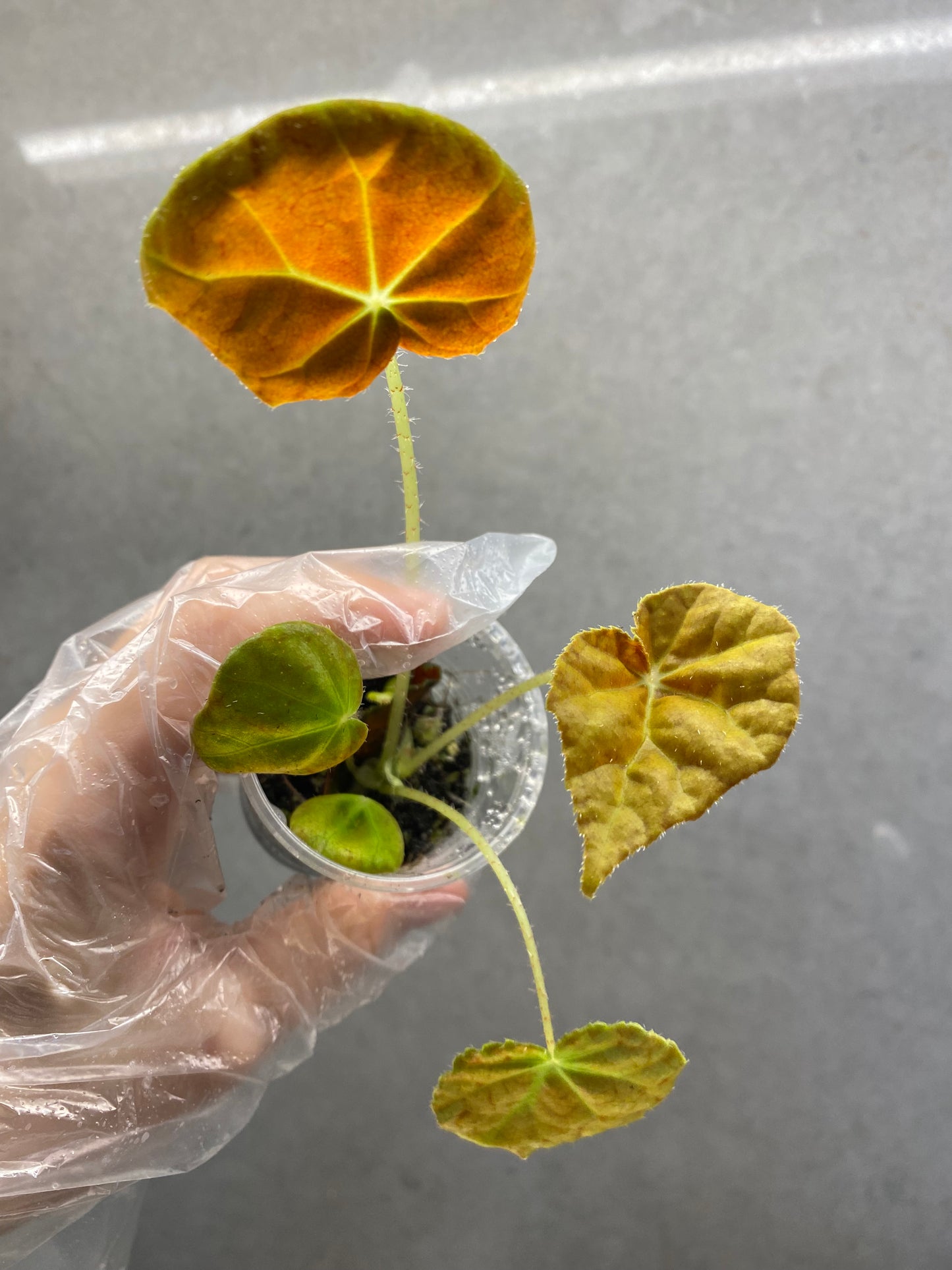 🌿 Begonia ‘Autumn Ember’
