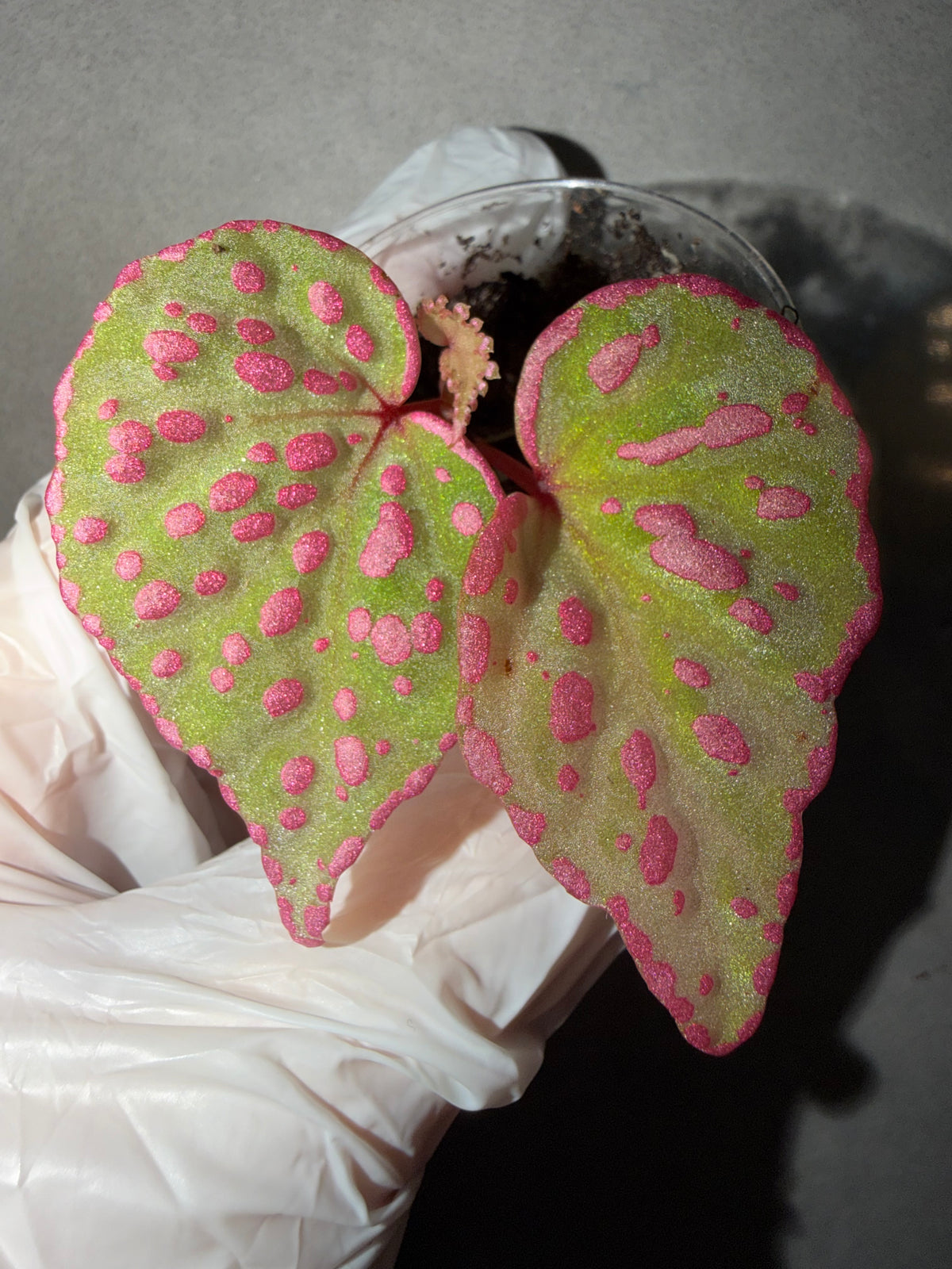 🌸Begonia Roseopunctata