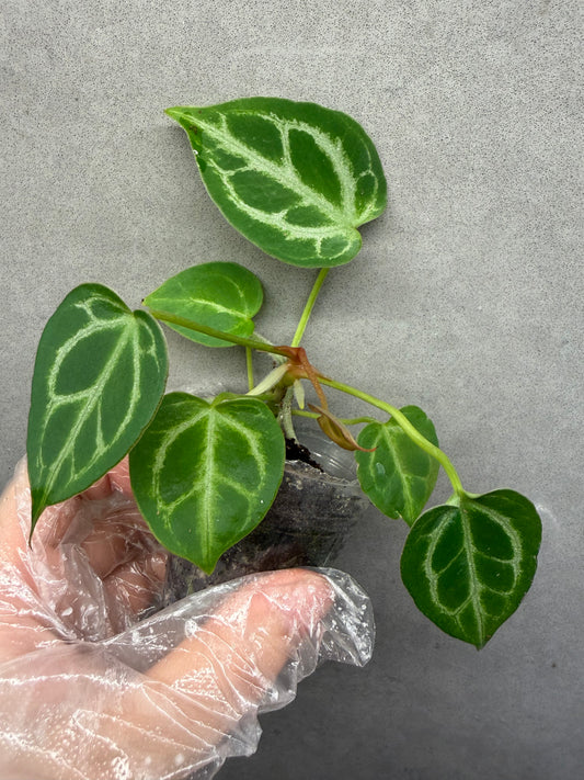 🌿Anthurium “Crystal hope”