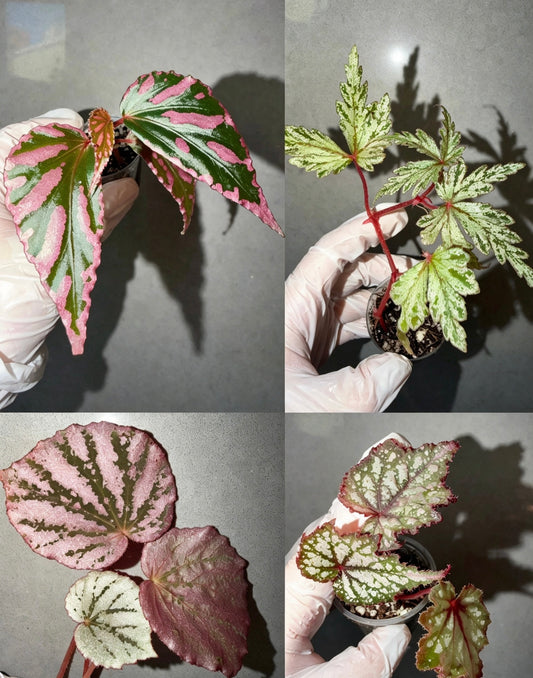Begonia 4 Combo：sp. Julau➕ polilloensis x rajah➕ Martin Mystery➕ Robert Golden
