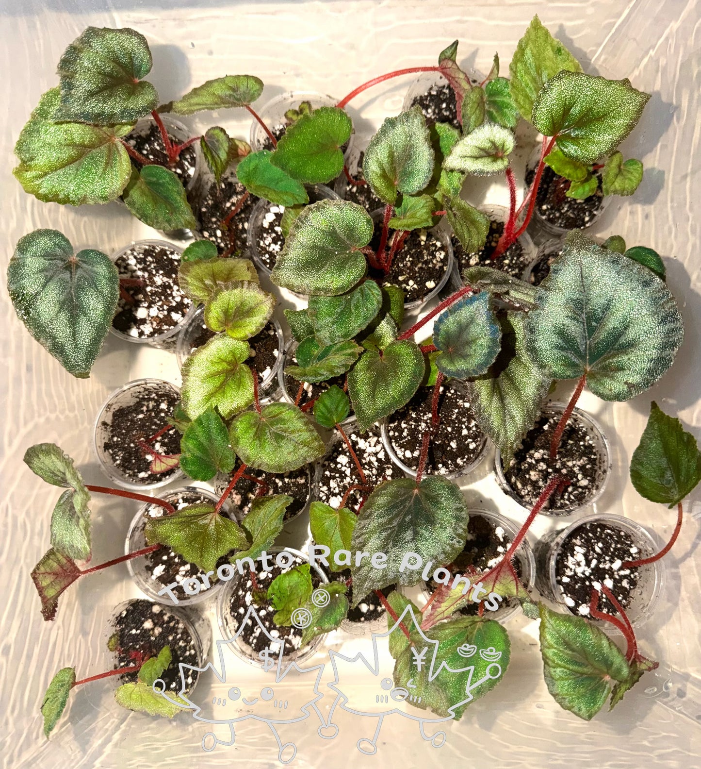 🌿Begonia Combo（Sale）