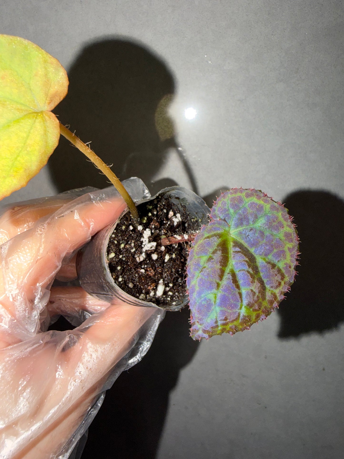 🌿 Begonia rockii