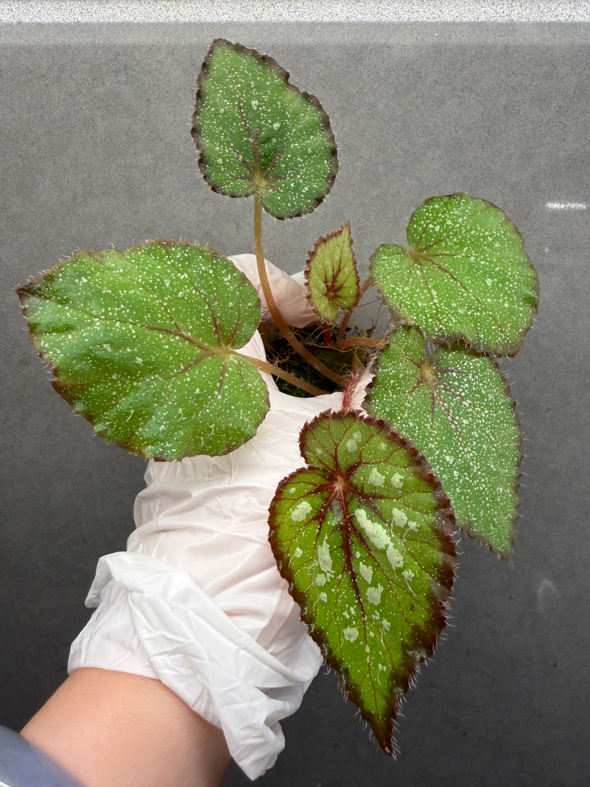 🌿Begonia ’Morning Dew‘