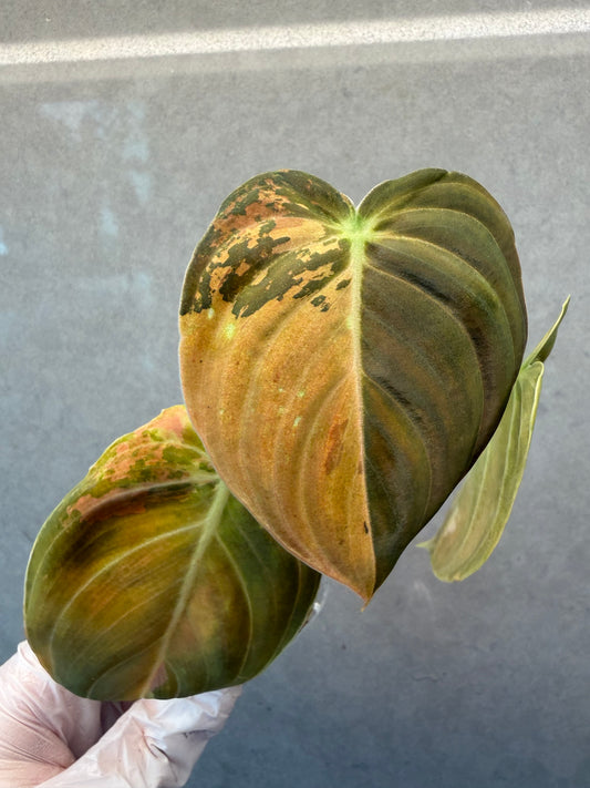 🌿Philodendron Melanochrysum Var