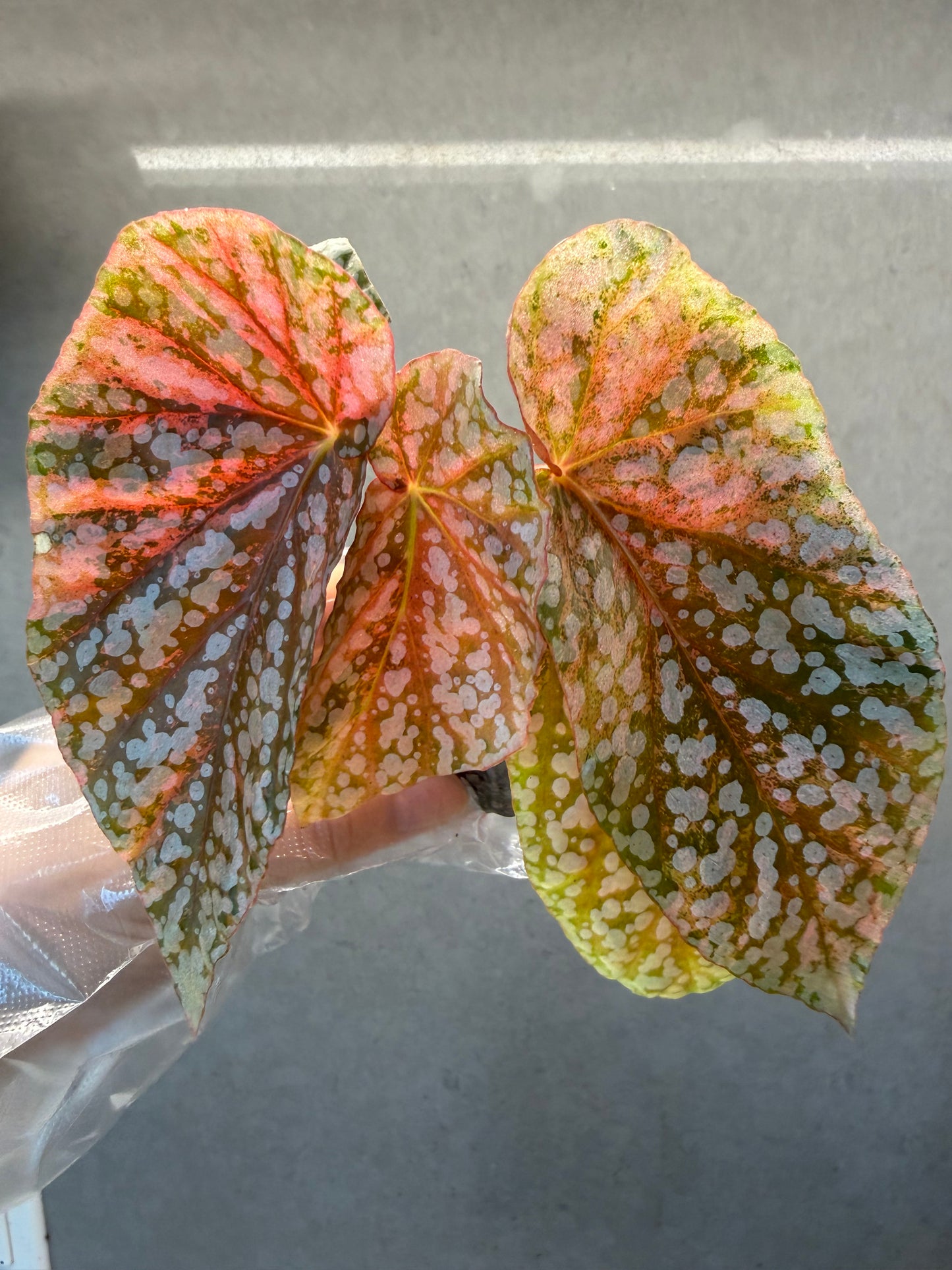 🌿 Begonia 'Snow Cap' Pink Variegated