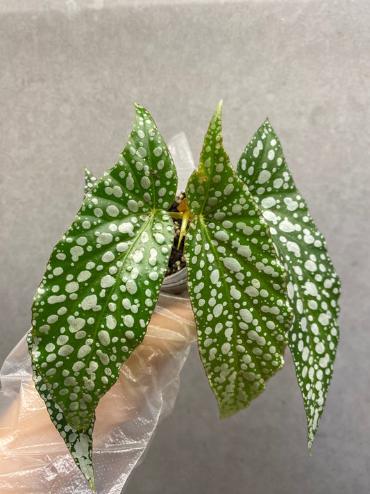 🌿 Begonia 'White Ice'