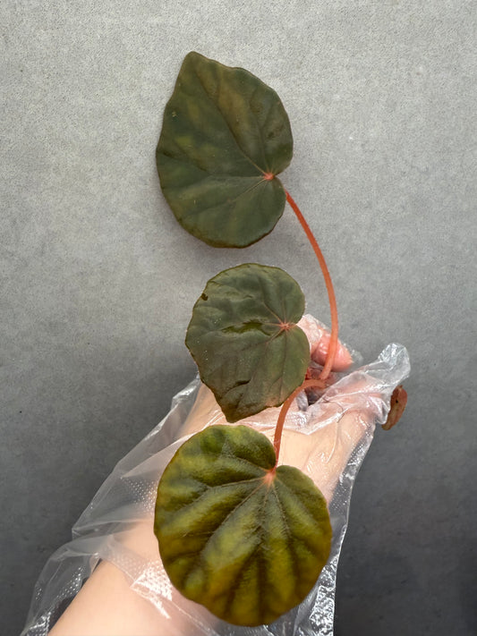 🌿Begonia Red Noid