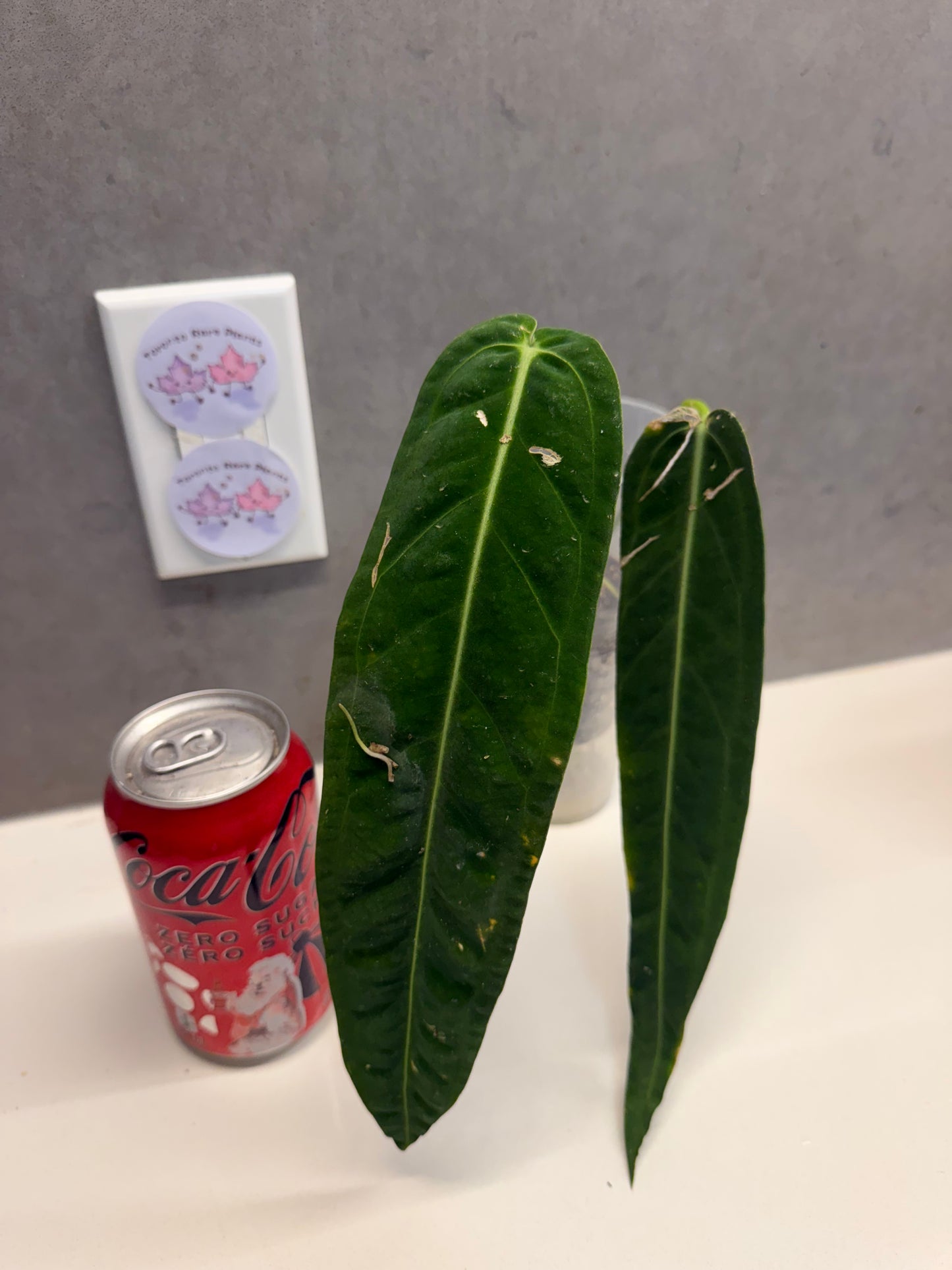 🌿 Anthurium warocqueanum