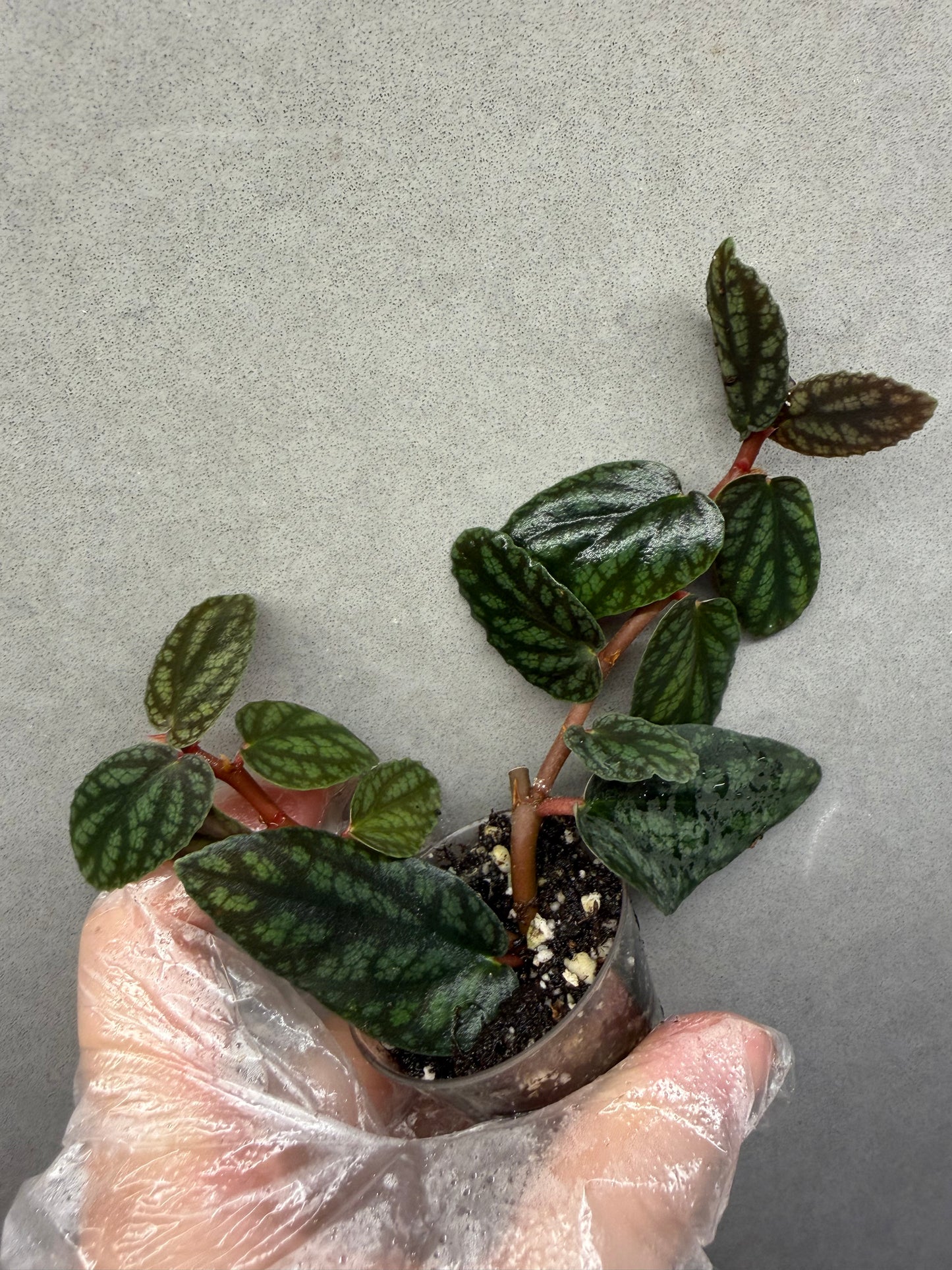 🌿Pellonia Pulchra