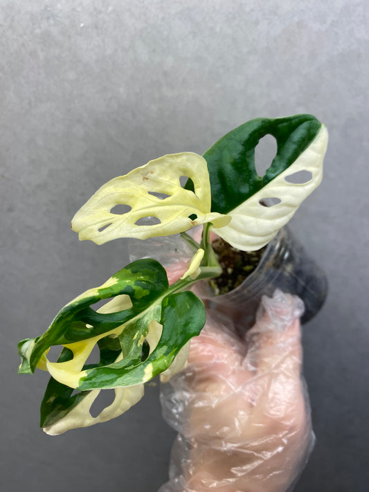 🌿 Monstera Adansonii Albo