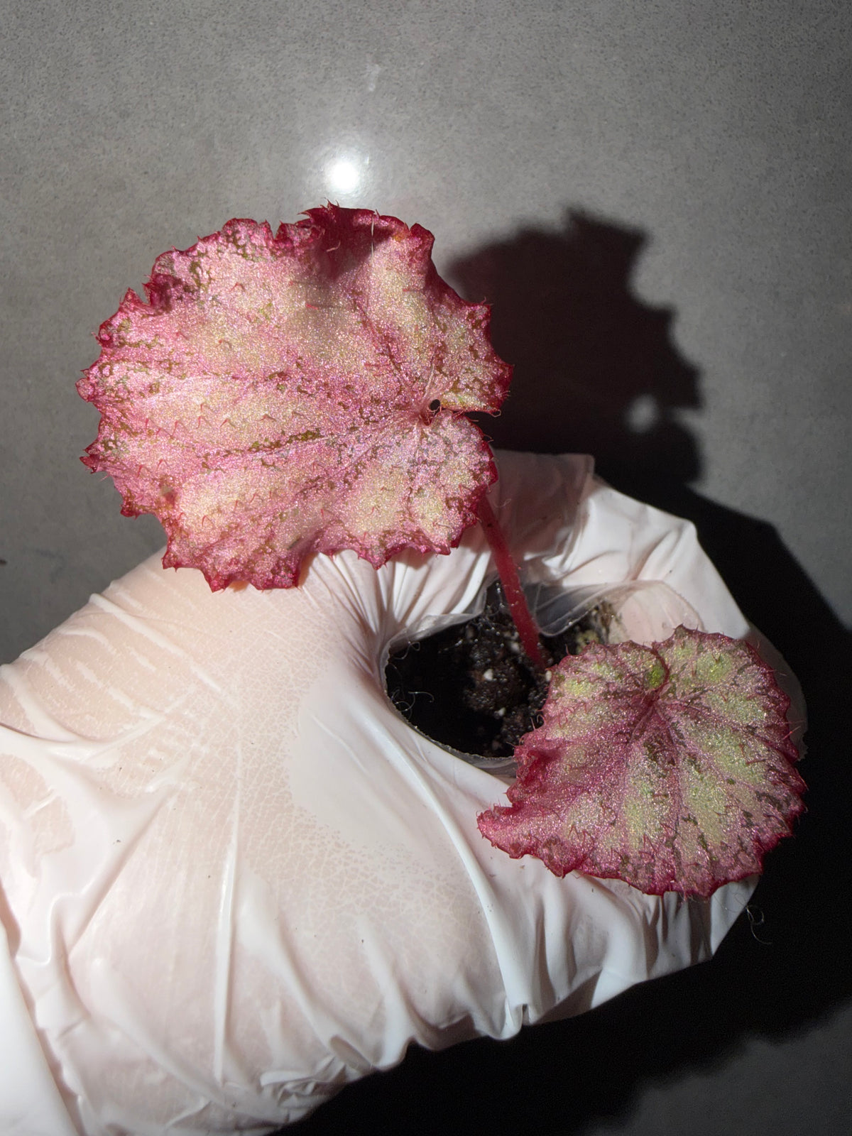 🌿Begonia ‘Pink Panther’