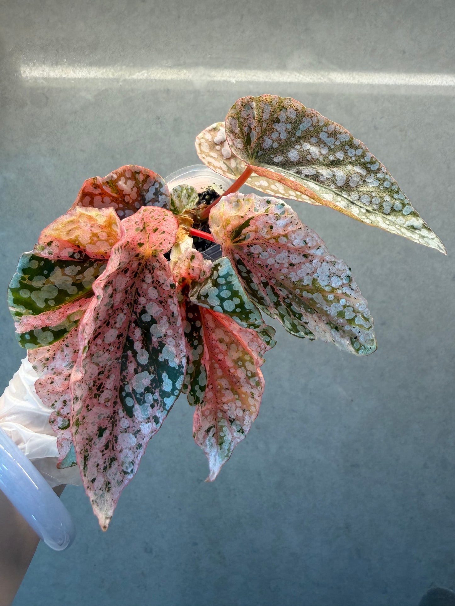 🌸Begonia snow-capped pink var