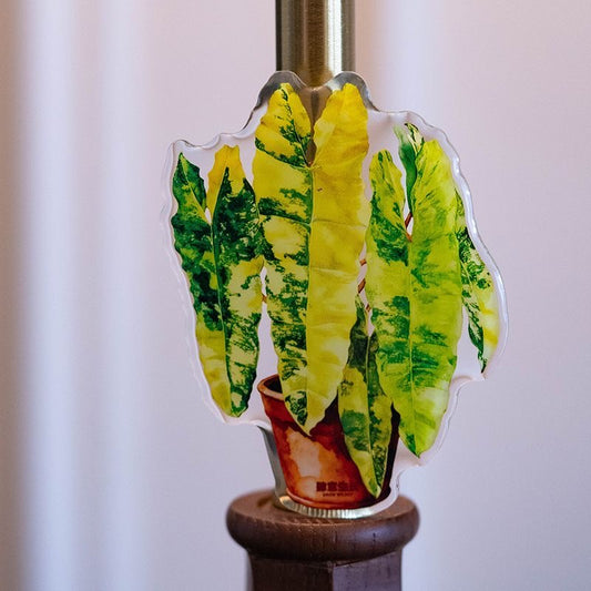 💜Philodendron billietiae ‘Variegata’ Fridge magnet 🩷