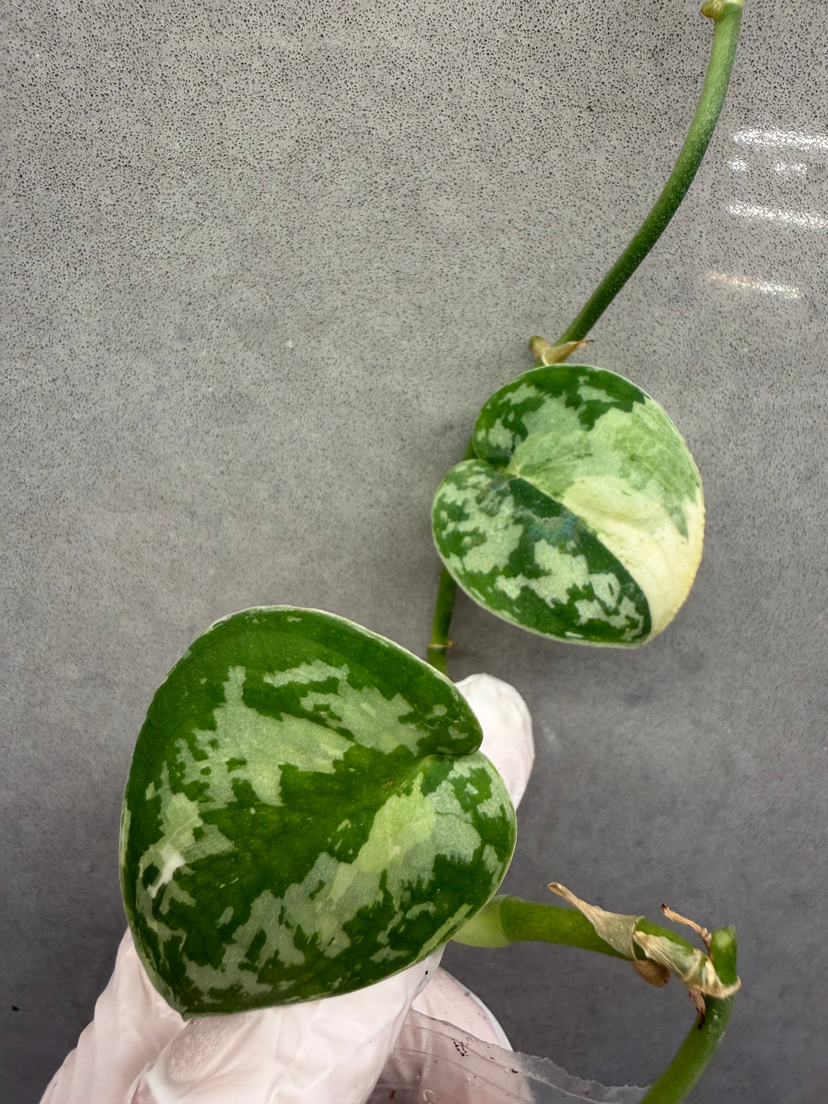 🌿Scindapsus mayari Albo var