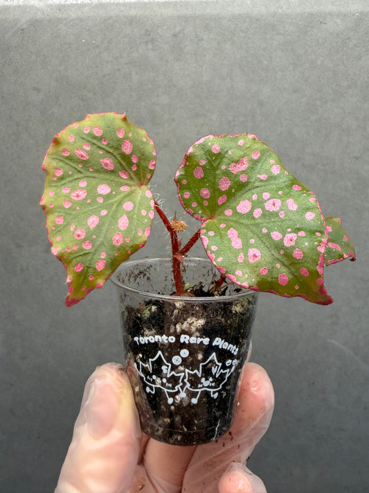 🌸Begonia Muara wahau