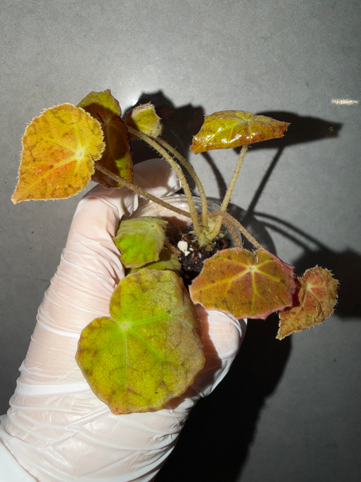 🍁Begonia 'Autumn Ember'