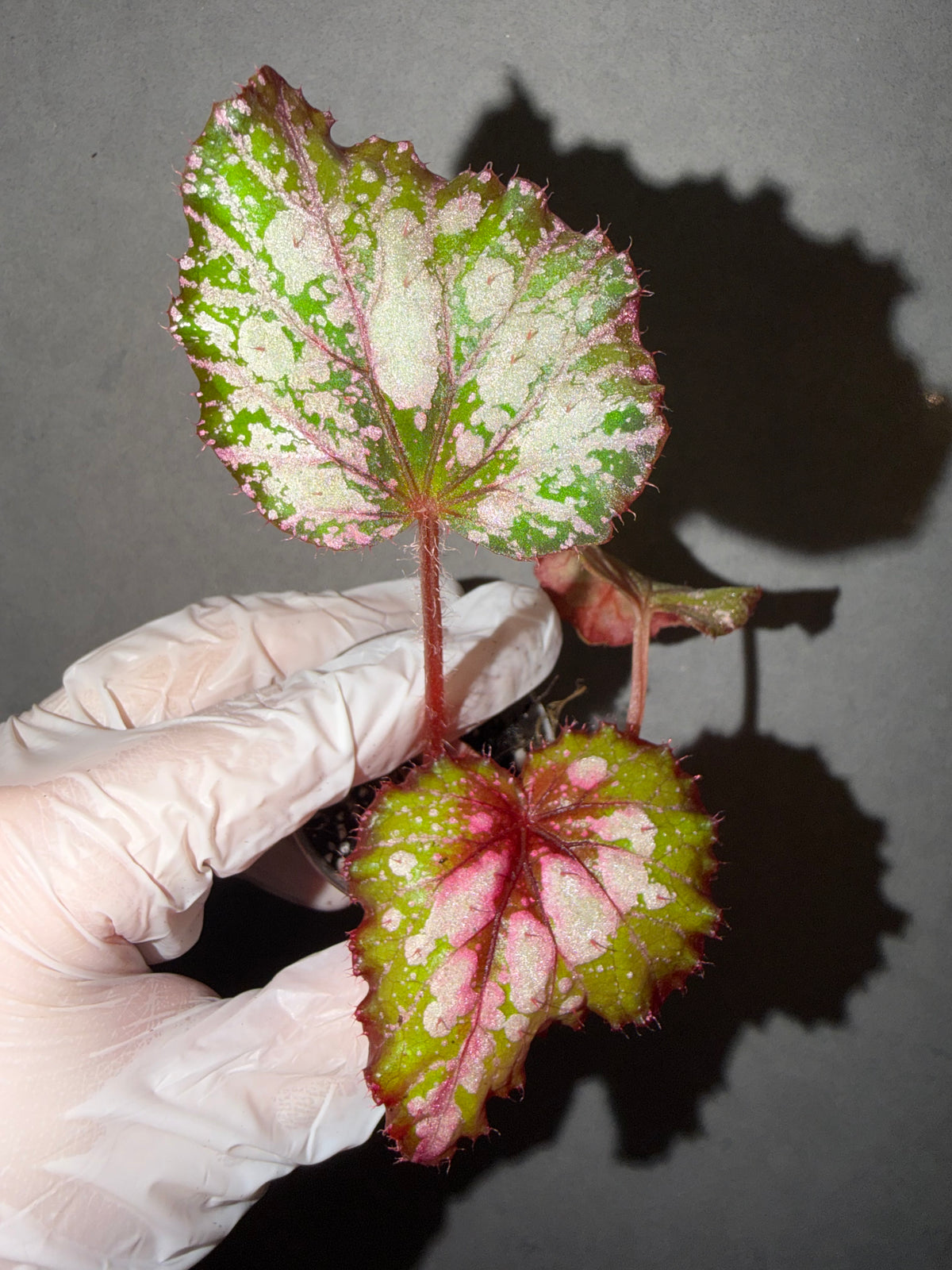 🩷Begonia ’Monet‘