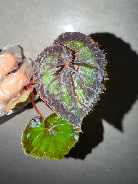🖤Begonia Black Queen