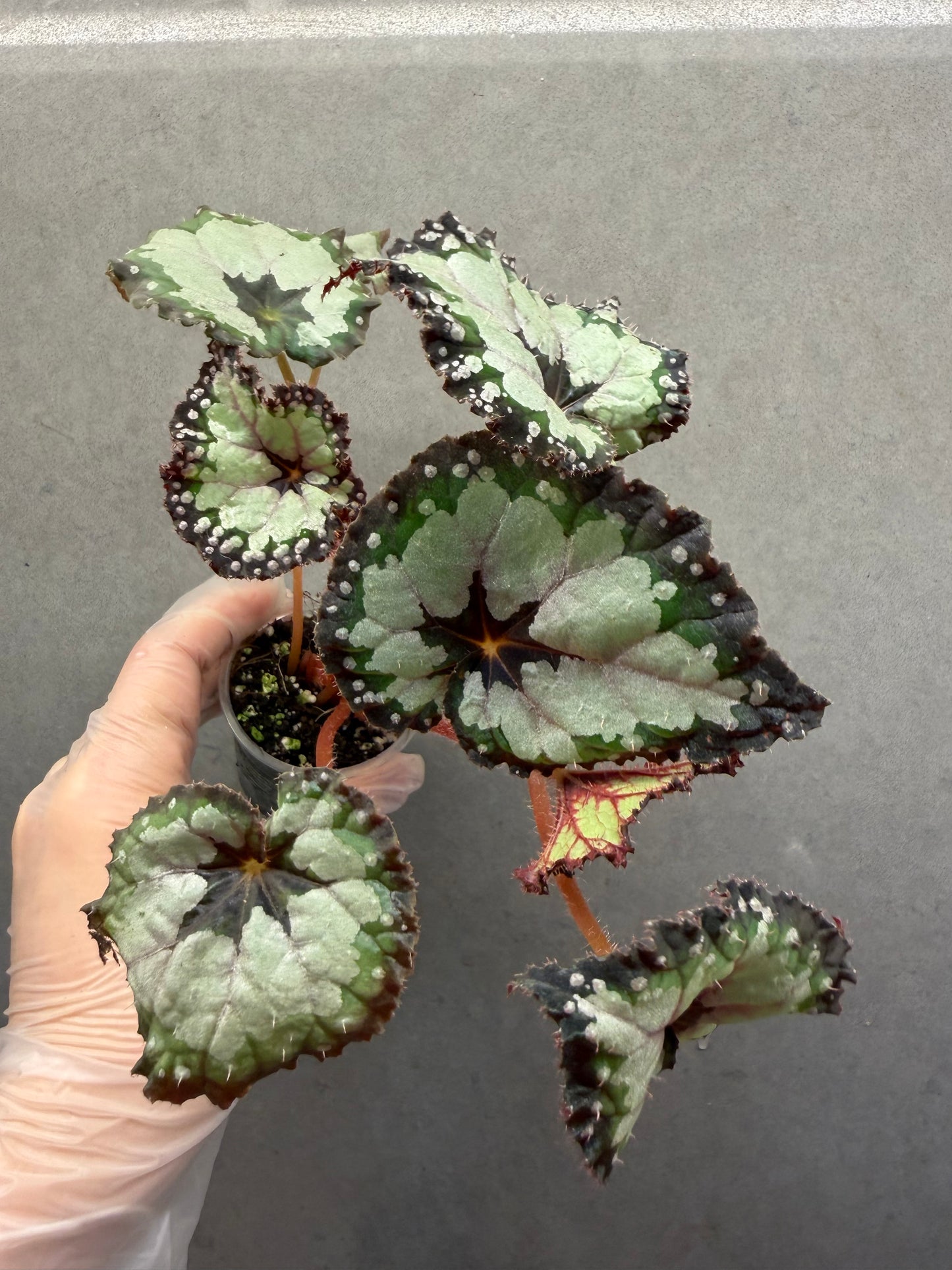 🌿 Begonia 'Dolce Vita'