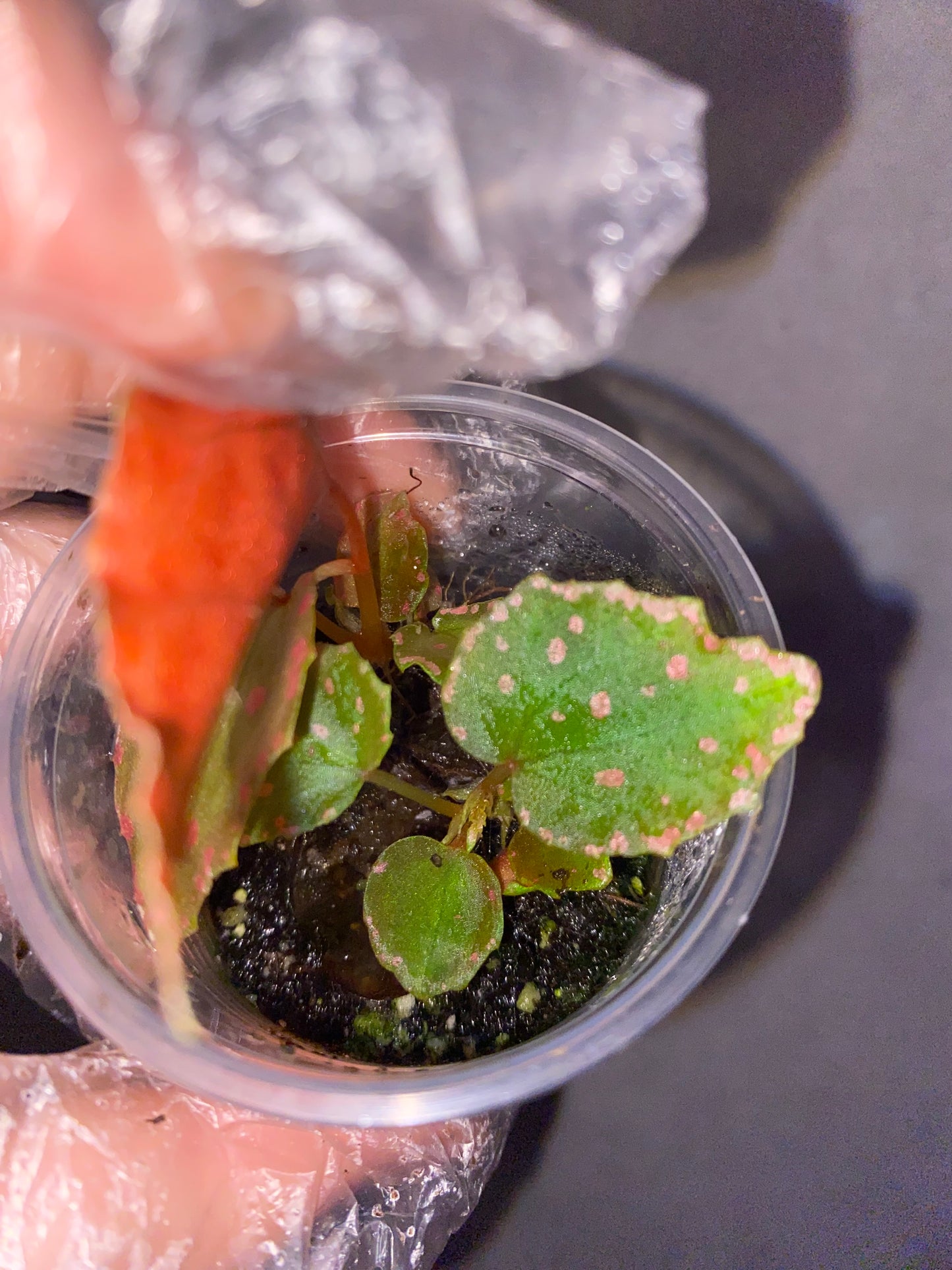 🌿 Begonia Darthvaderiana × Amphioxus