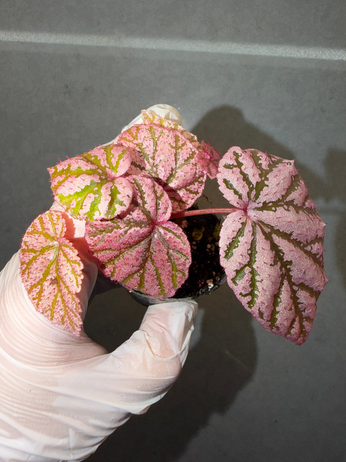 🌿 Begonia 'Tingley Mallet'