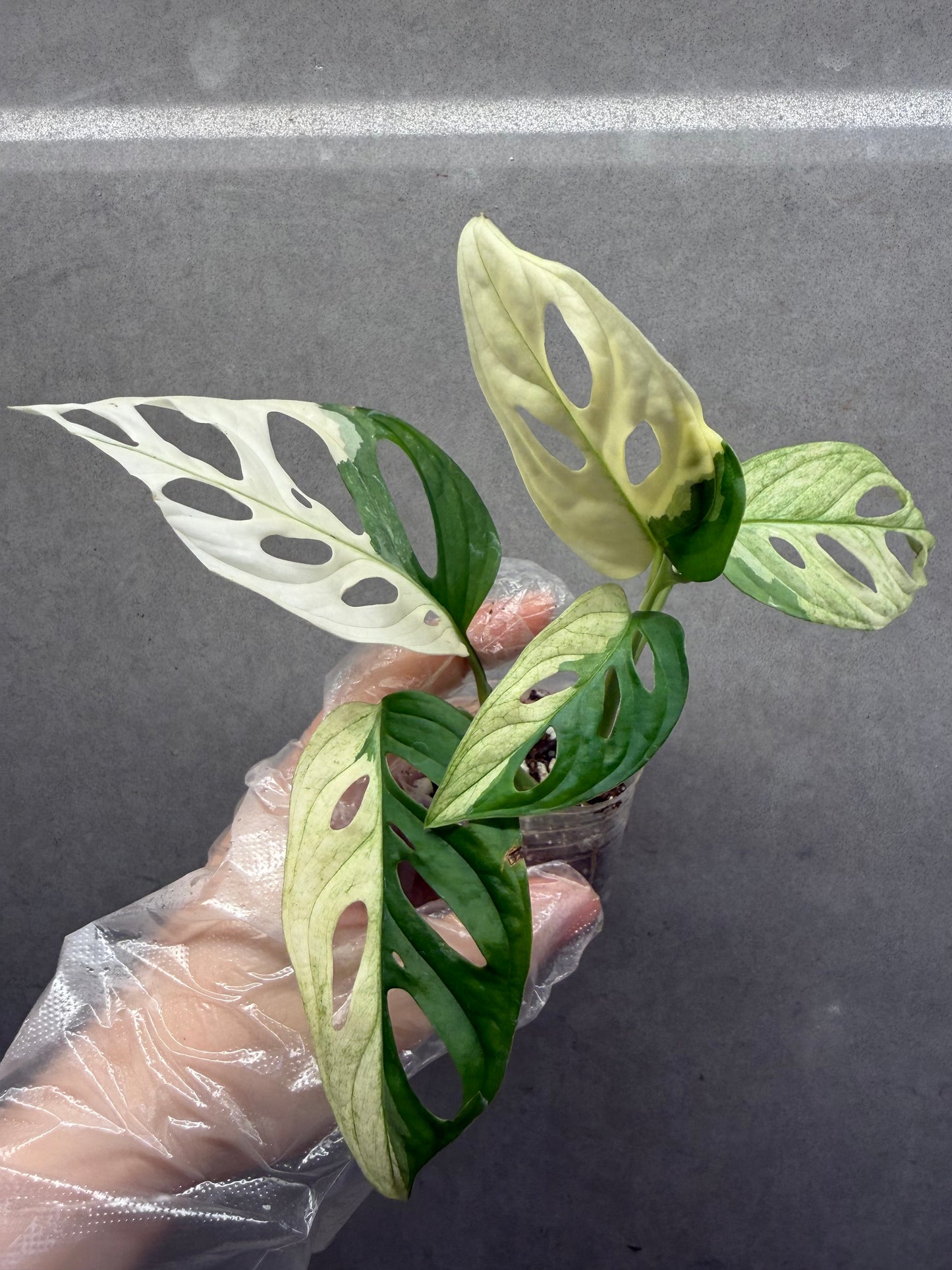 🌿 Monstera adansonii 'Albo Variegated'