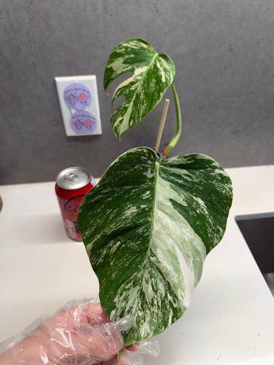 Monstera Albo