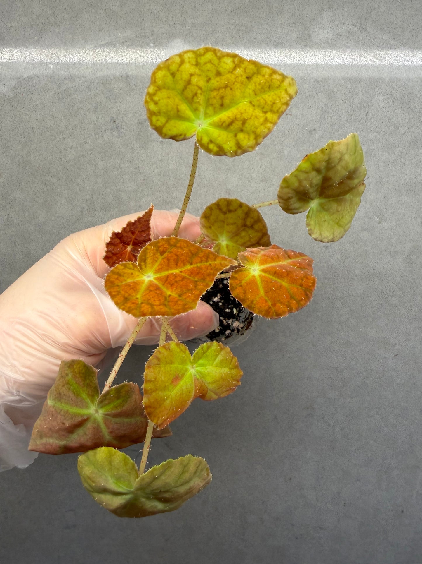 🍁Begonia 'Autumn Ember'