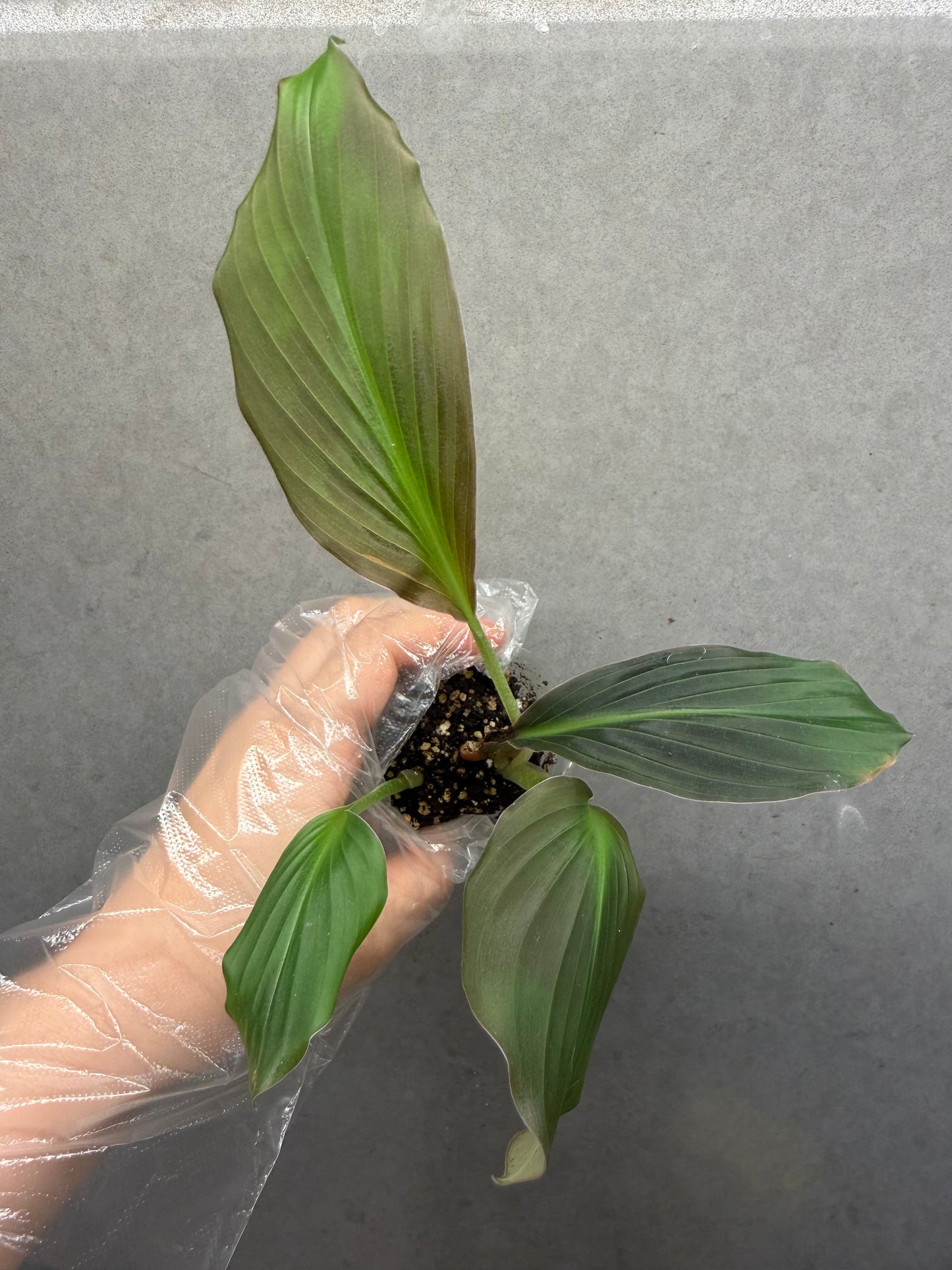 🌿 Kaempferia elegans 'Pink' (Low variegated)