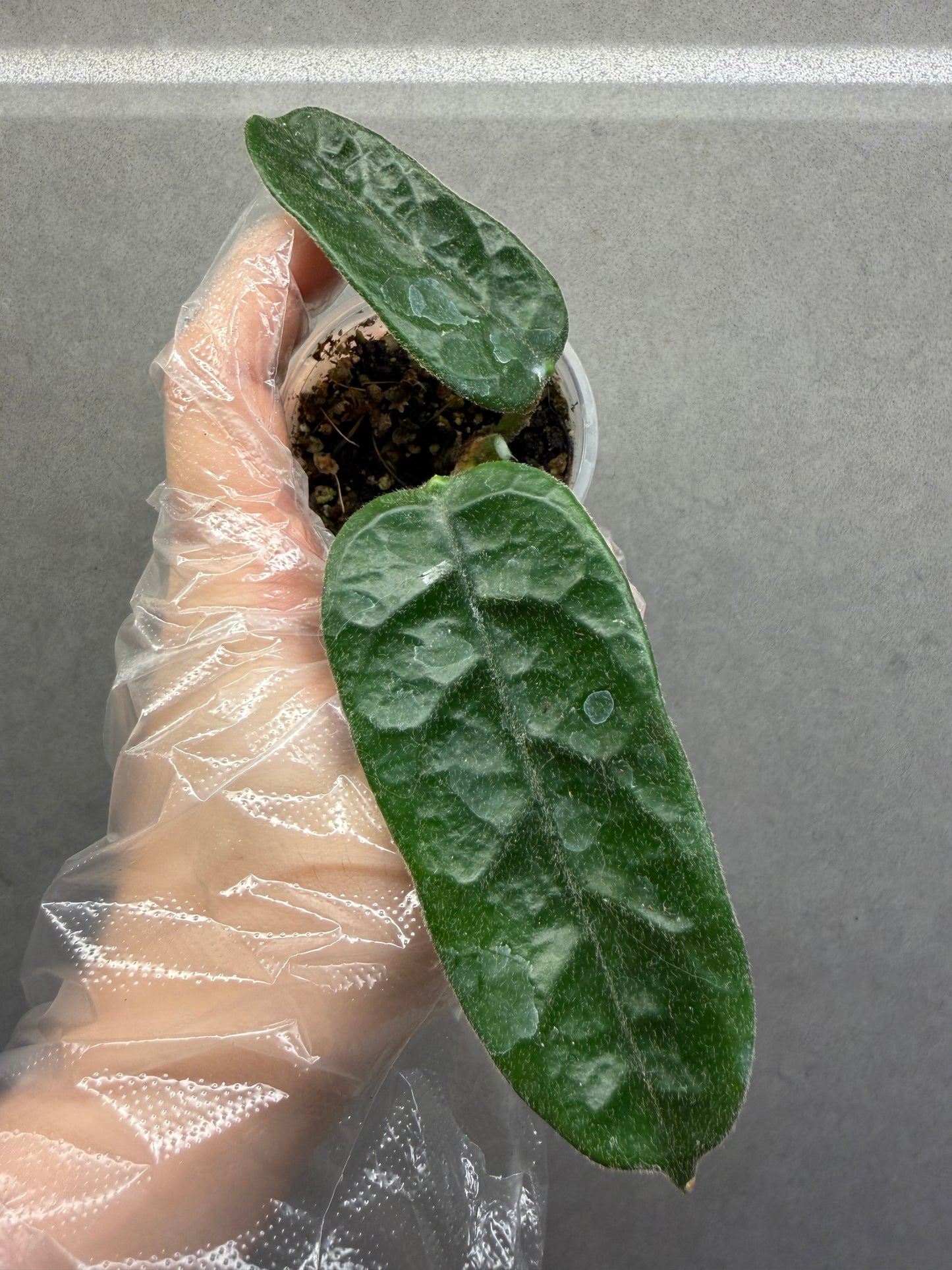 🌿 Hoya caodang