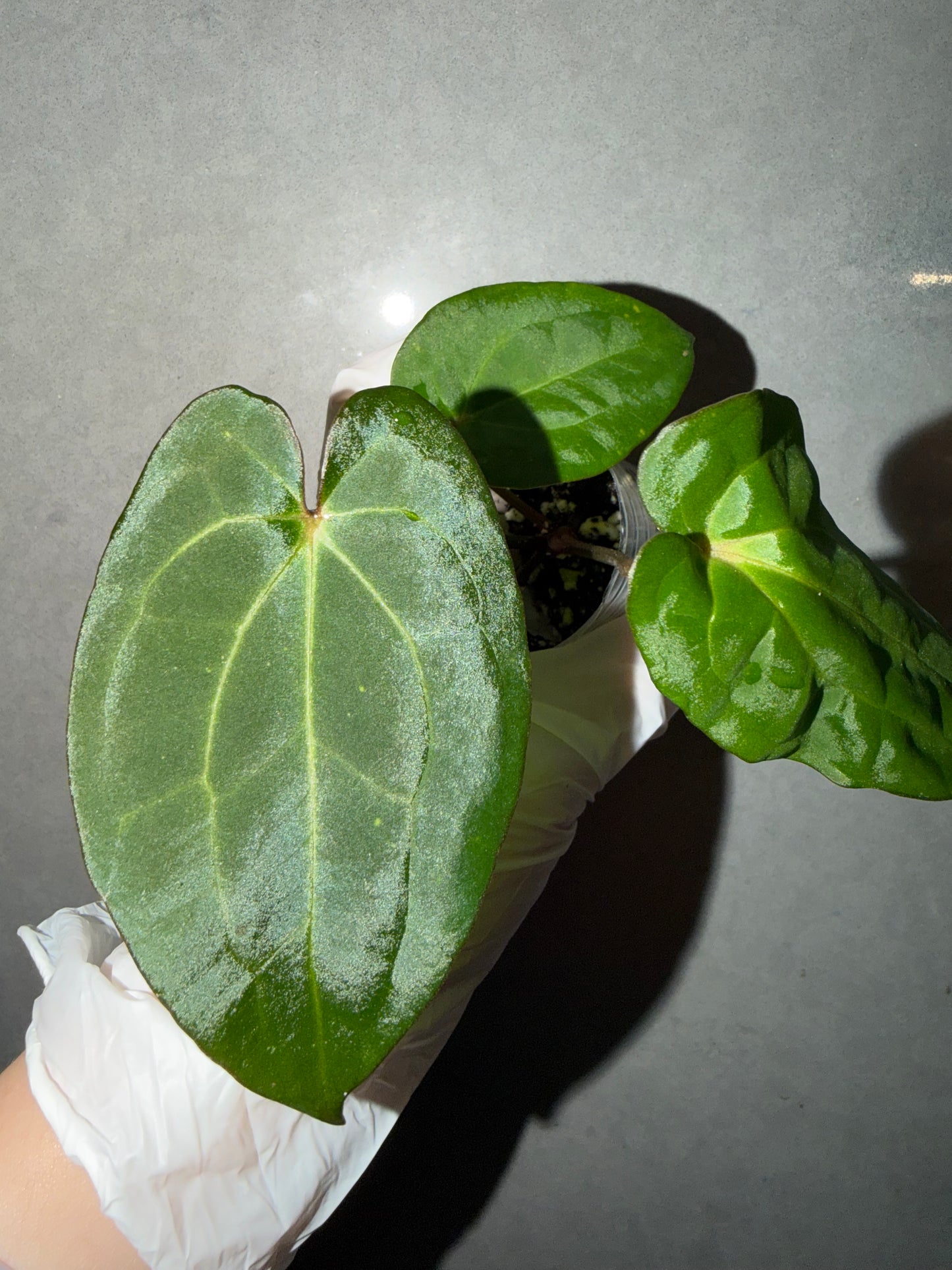 🌿Anthurium Red Vein Dark Phoenix*Carla