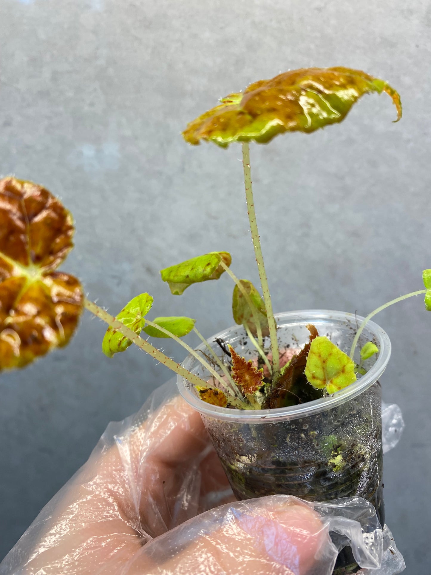 Begonia 'Autumn Ember'