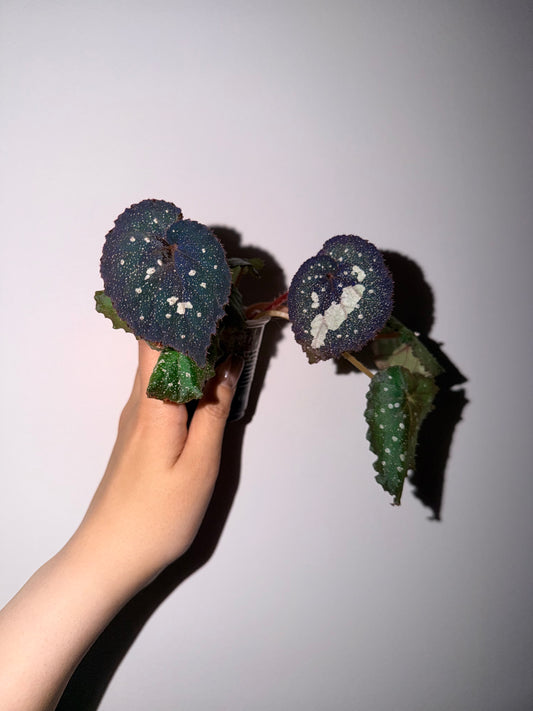 🌌Begonia 'Super Universe'