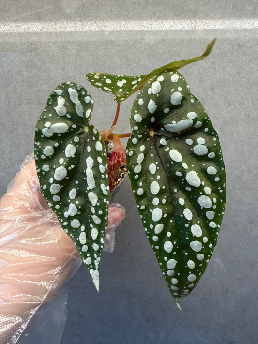 🌿Begonia ‘Sierra Mountain King’