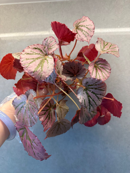 🌿 Begonia 'Martin Mystery'