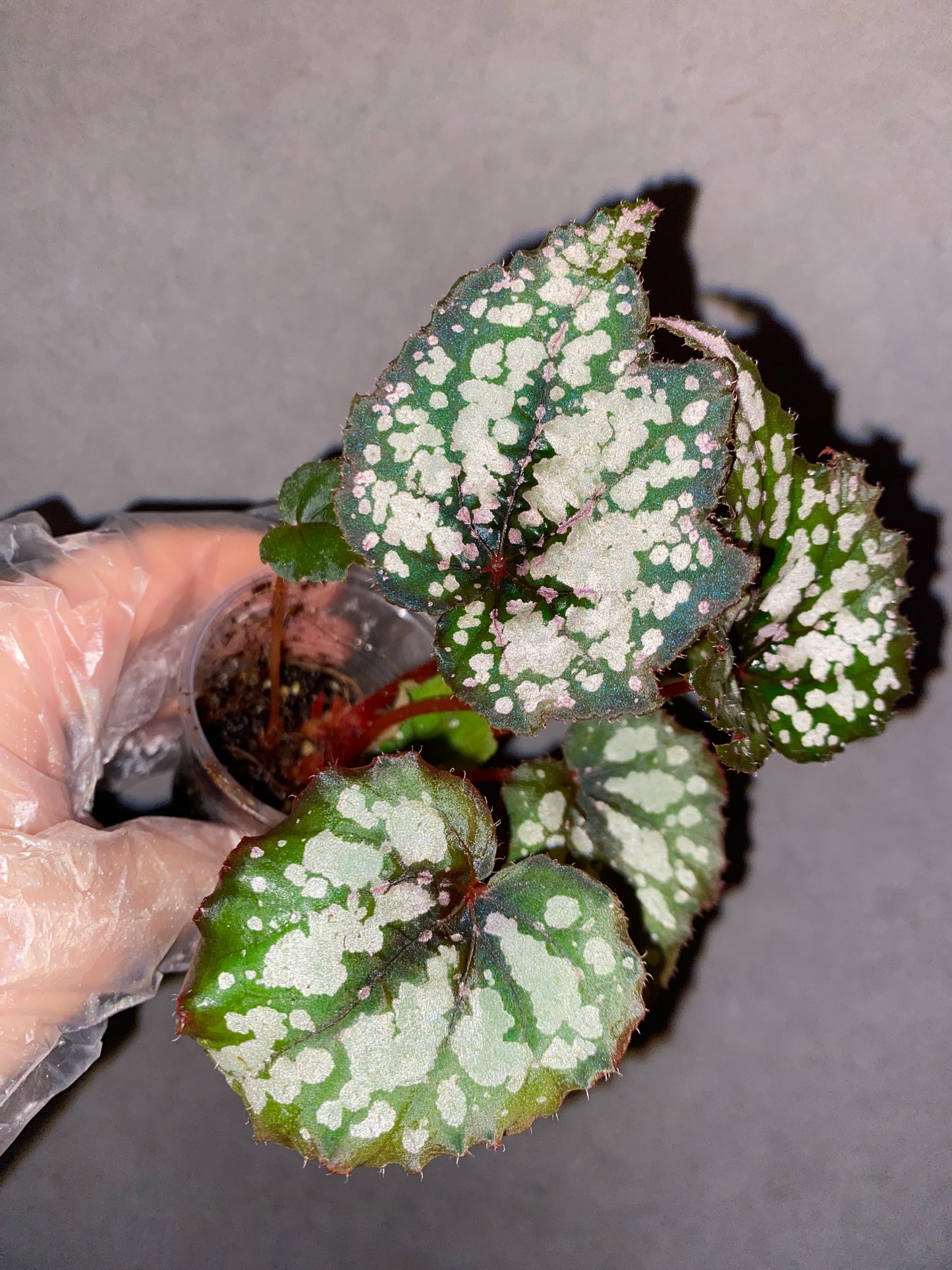 Begonia 'Robert Golden'