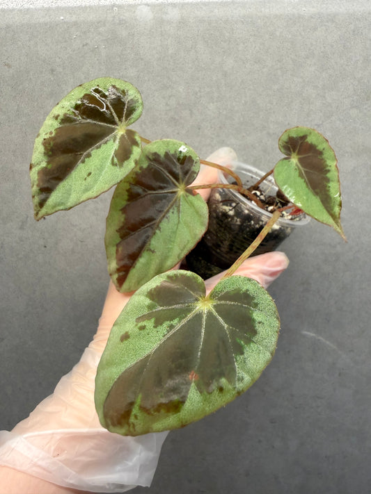🌙 Begonia Burkillii Green Form ‘Half Moon’