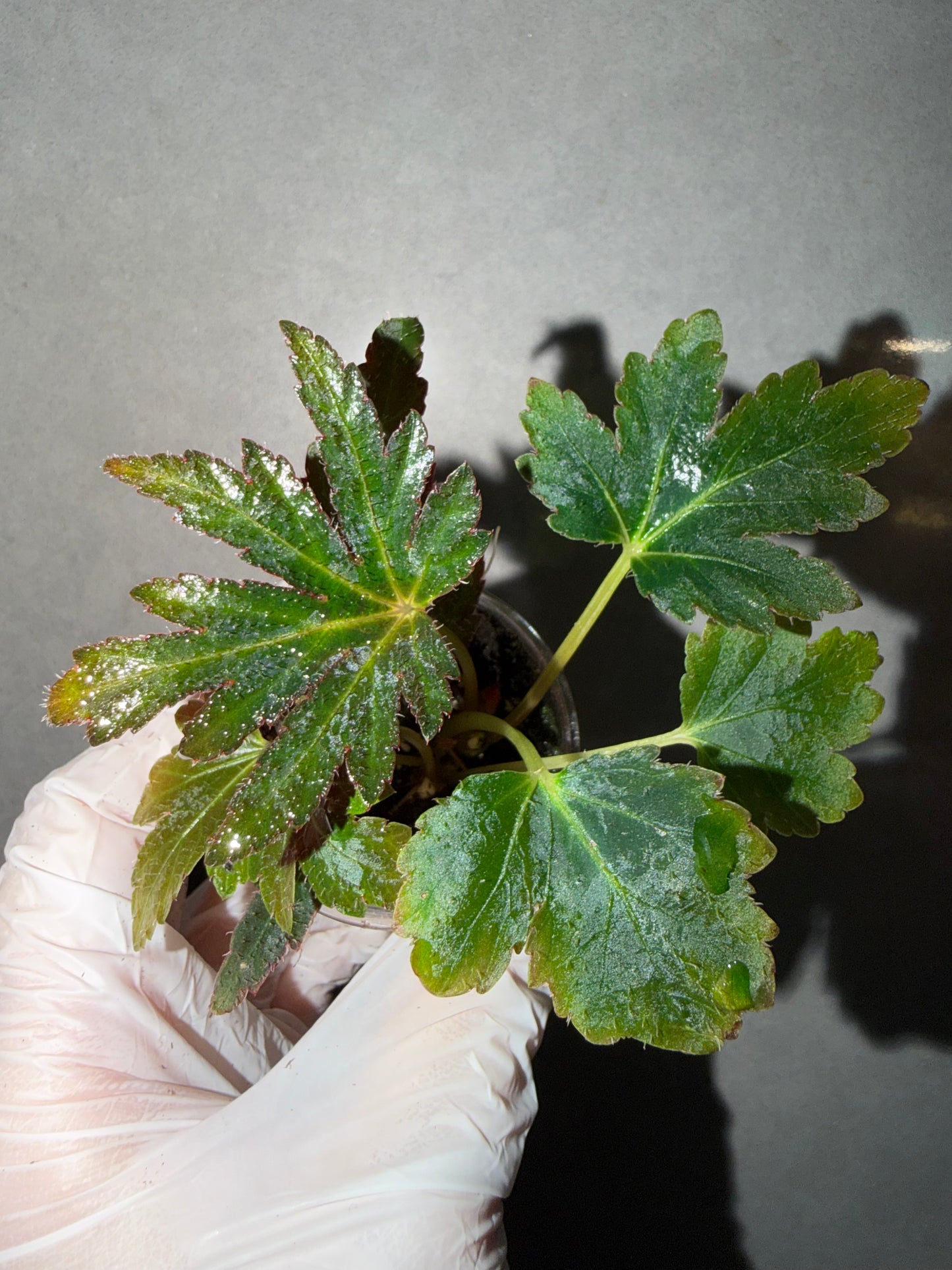 🌿Begonia scorpiuroloba