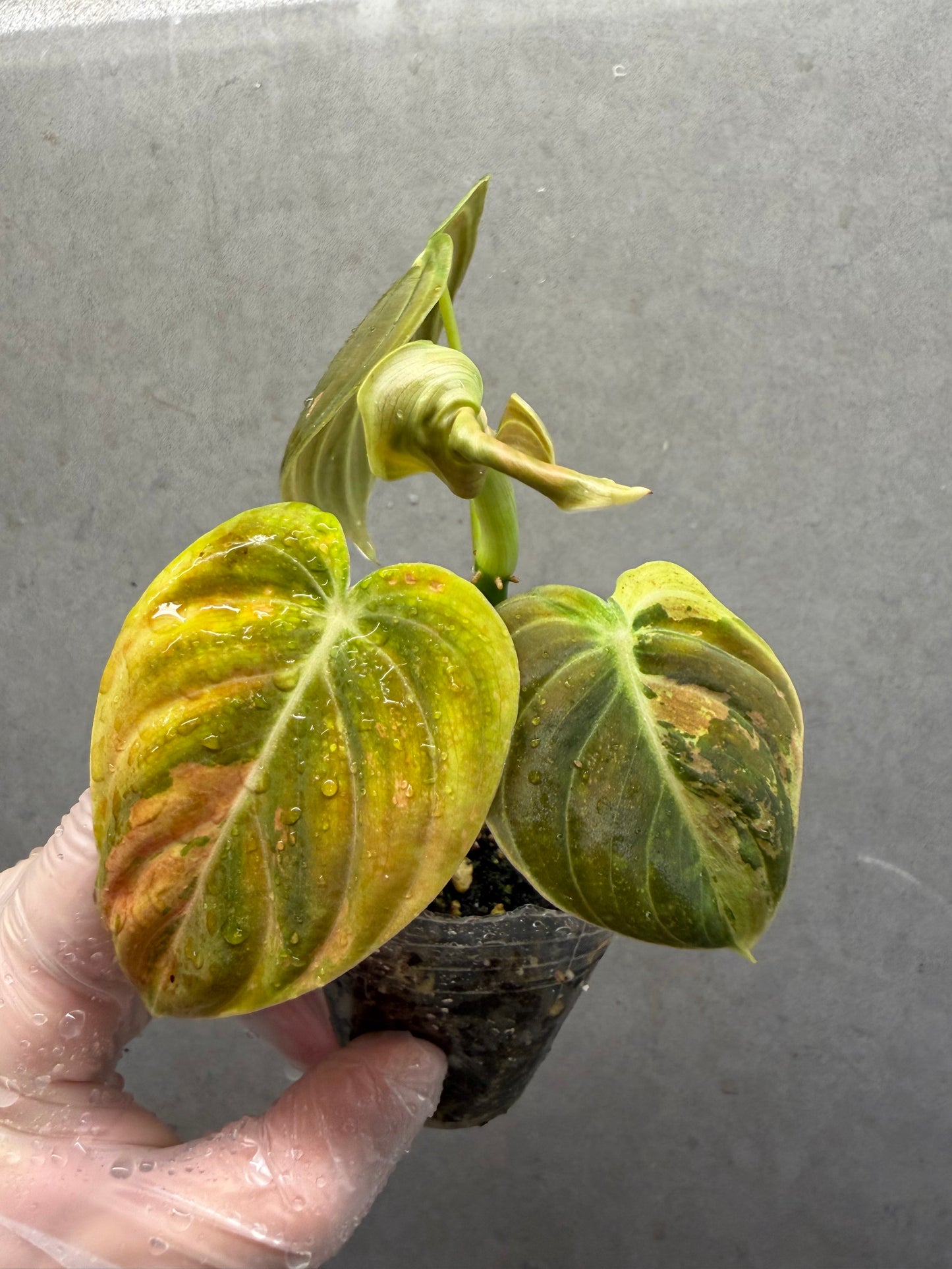 🌿Philodendron Melanochrysum Var