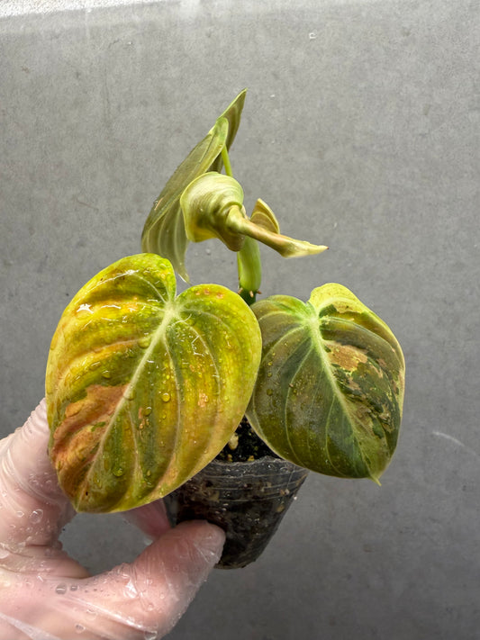 🌿Philodendron Melanochrysum Var