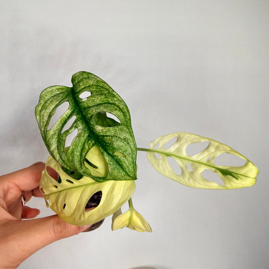 monstera adansonii white monster