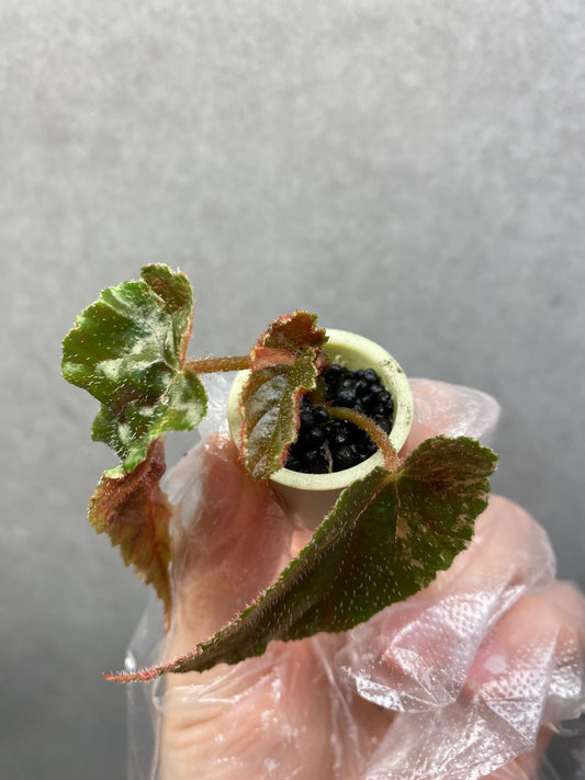 💫 Begonia ‘Ginny Galaxy’ low variegated