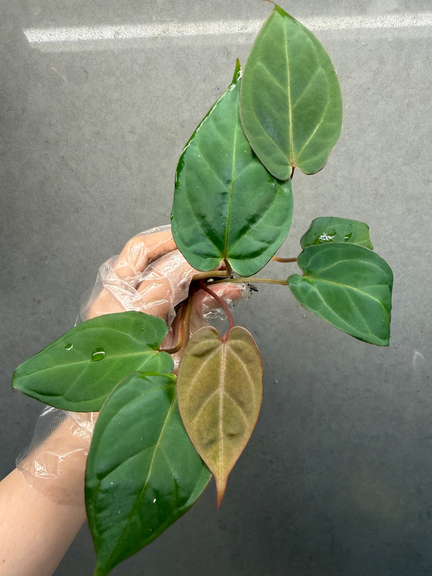 Red Crystallinum * KOS × Bvep Anthurium