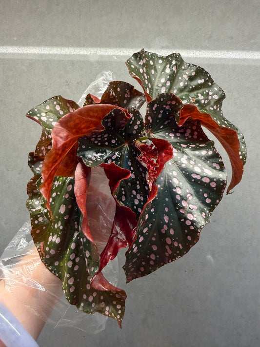 🌹Begonia ‘Cracklin Rosie