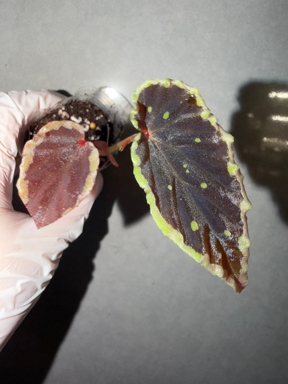 🥷Begonia Darthvaderiana（Green Spot）
